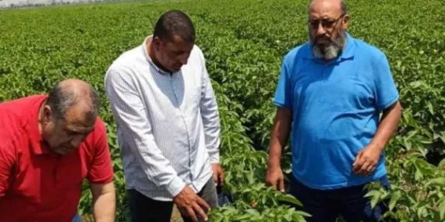 معهد
      بحوث
      القطن
      يواصل
      متابعة
      حقول
      الإكثارات
      لضمان
      إنتاج
      تقاوي
      عالية
      الجودة